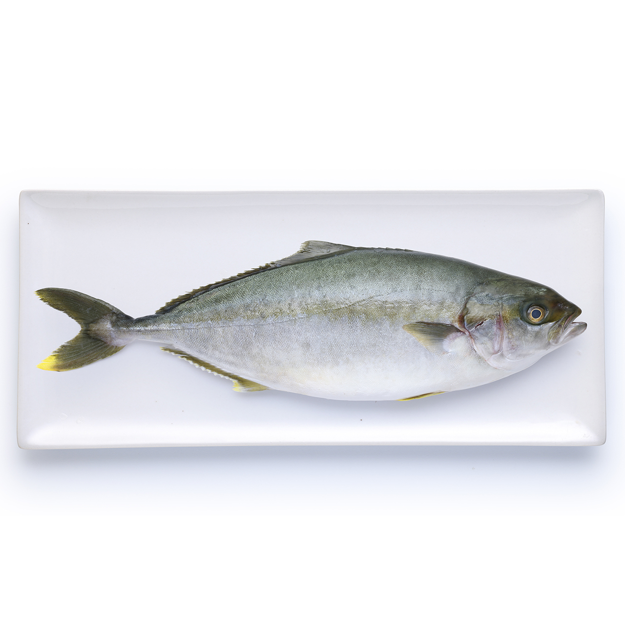 Percorso Qualità Ricciola Oceanica 1300/2000 Fresca Antibiotic-Free CONAD